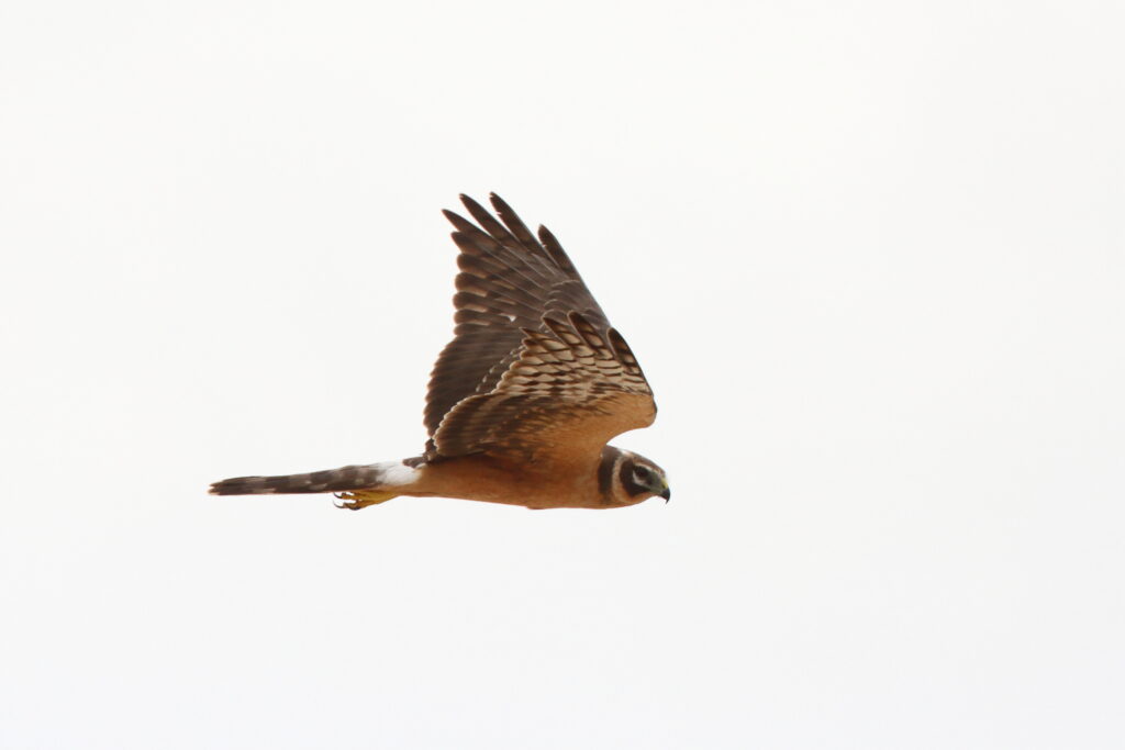 Pallid Harrier. Qatar, 14 November 2013 © Neil G. Morris.