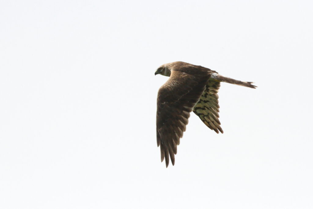 Pallid Harrier. Qatar, 24 January 2014 © Neil G. Morris.