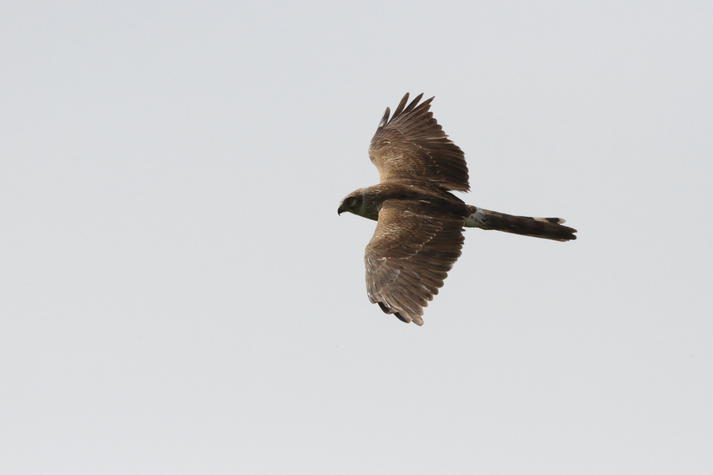Pallid Harrier. Qatar, 241 January 2014 © Neil G. Morris.