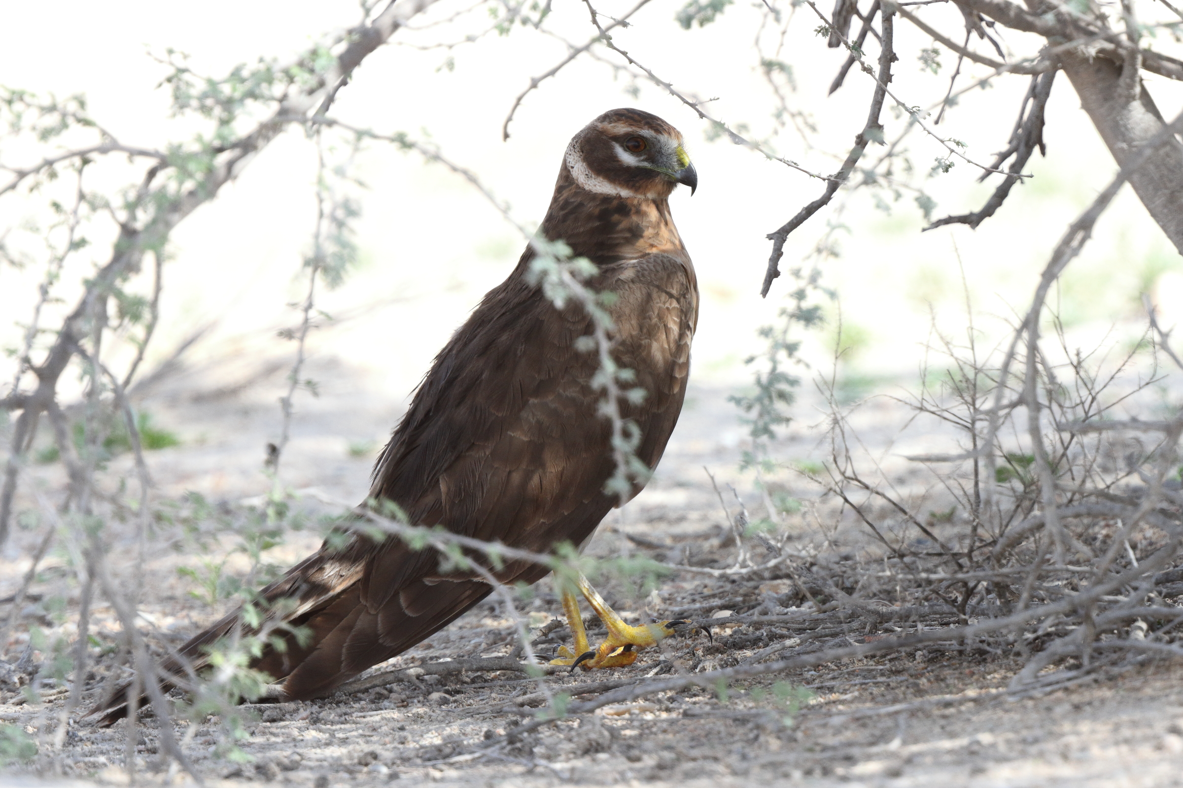 Pallid Harrier. Qatar, 24 January 2014 © Neil G. Morris.