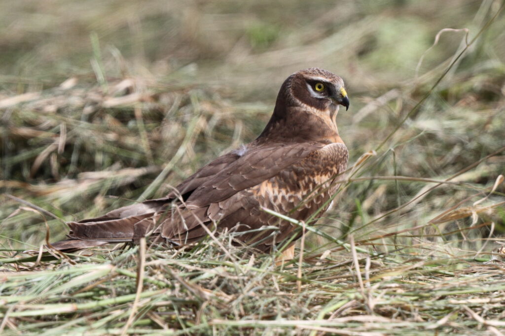 Pallid Harrier. Qatar, 24 January 2014 © Neil G. Morris.
