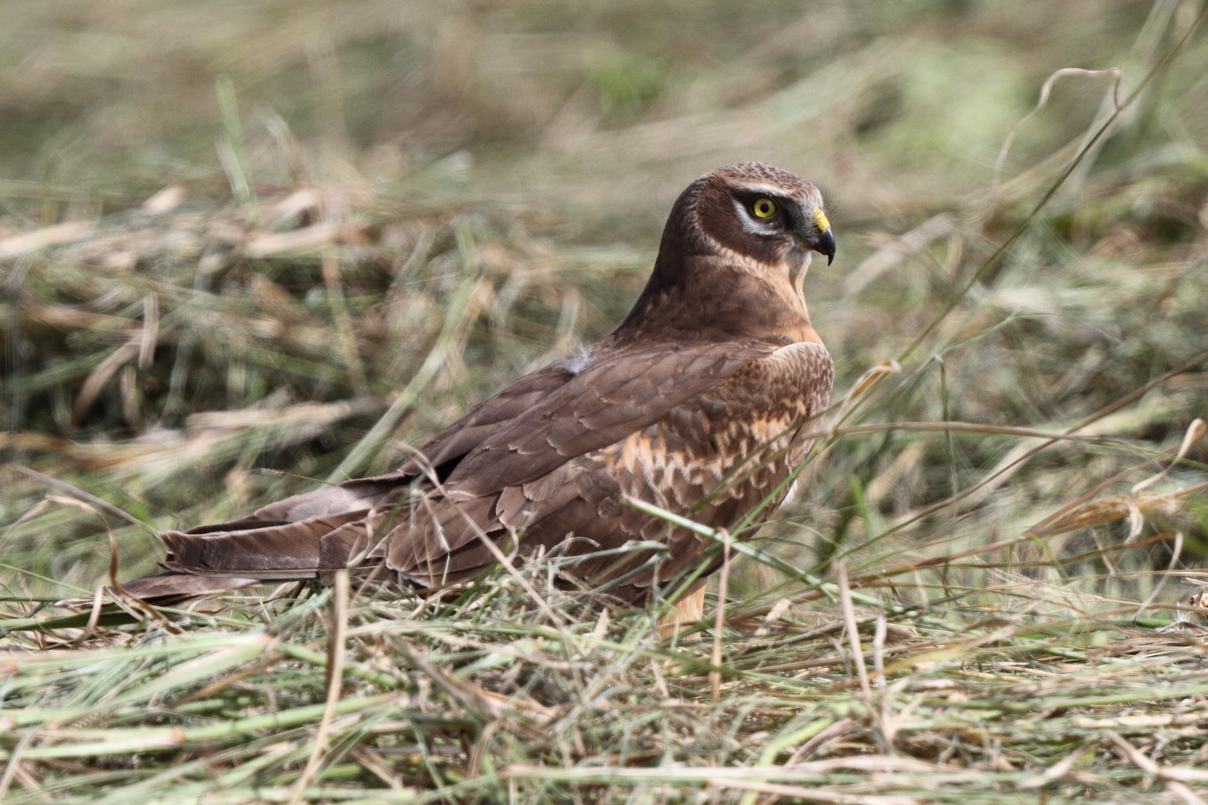 Pallid Harrier. Qatar, 24 January 2014 © Neil G. Morris.