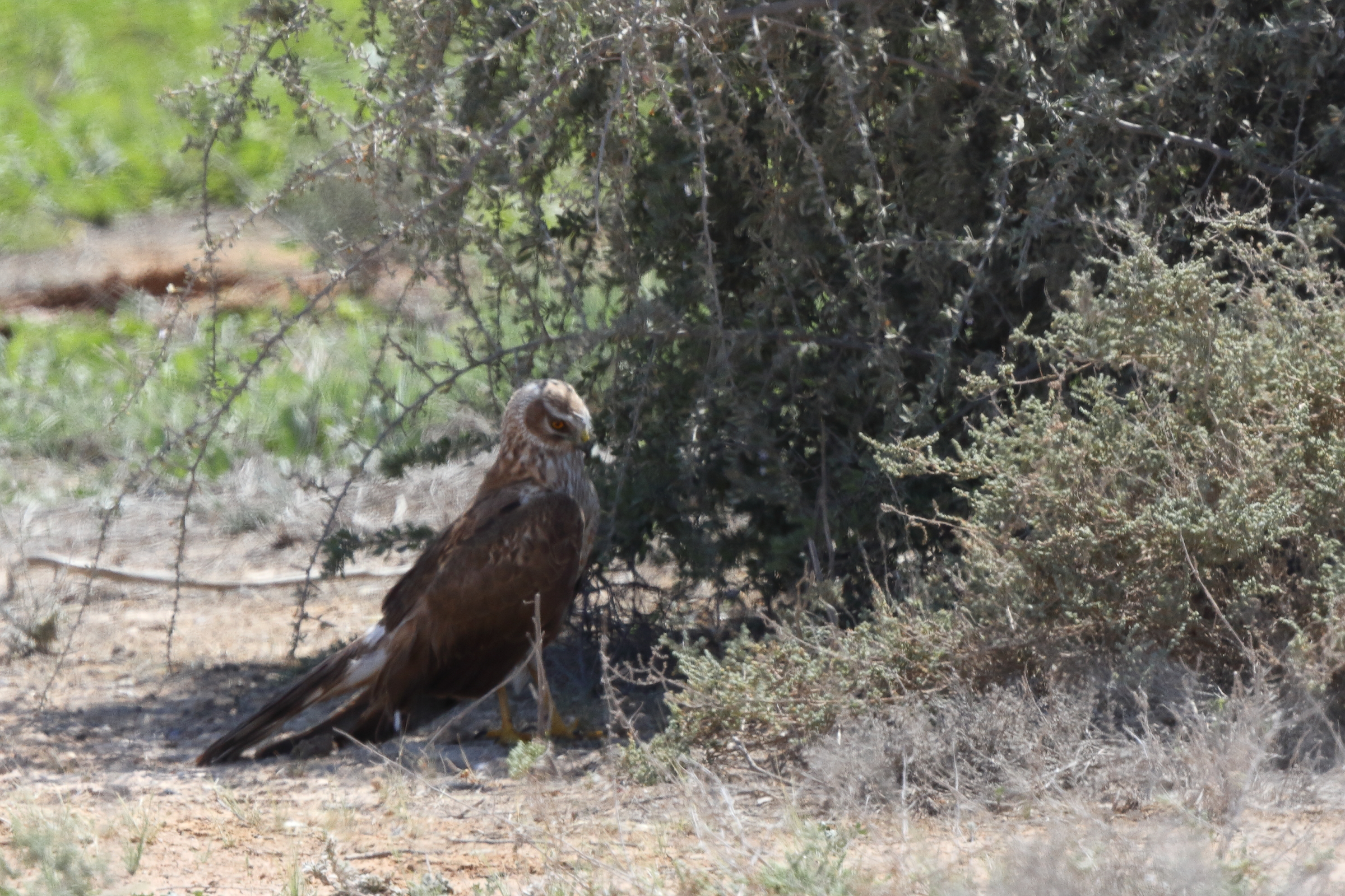 Pallid Harrier. Qatar, 18 March 2014 © Neil G. Morris.
