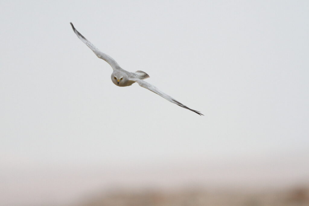 Pallid Harrier. Qatar, 22 March 2014 © Neil G. Morris.