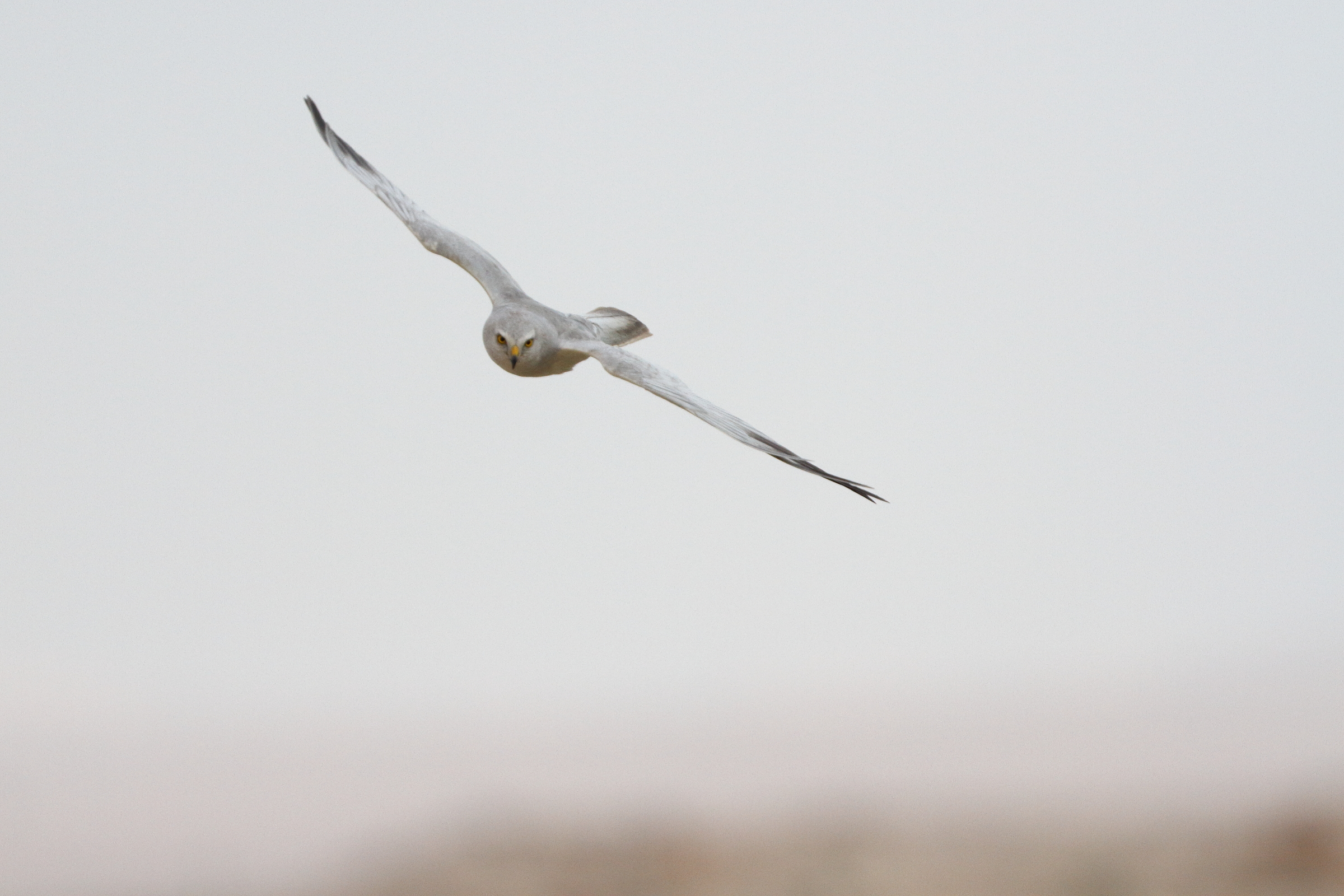 Pallid Harrier. Qatar, 22 March 2014 © Neil G. Morris.
