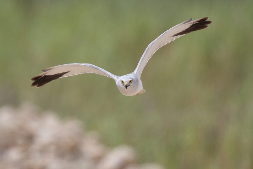Pallid Harrier. Qatar, 25 March 2014 © Neil G. Morris.