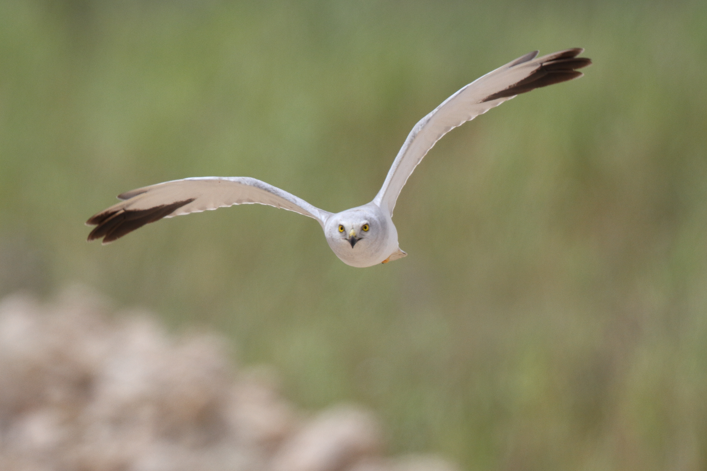 Pallid Harrier. Qatar, 25 March 2014 © Neil G. Morris.