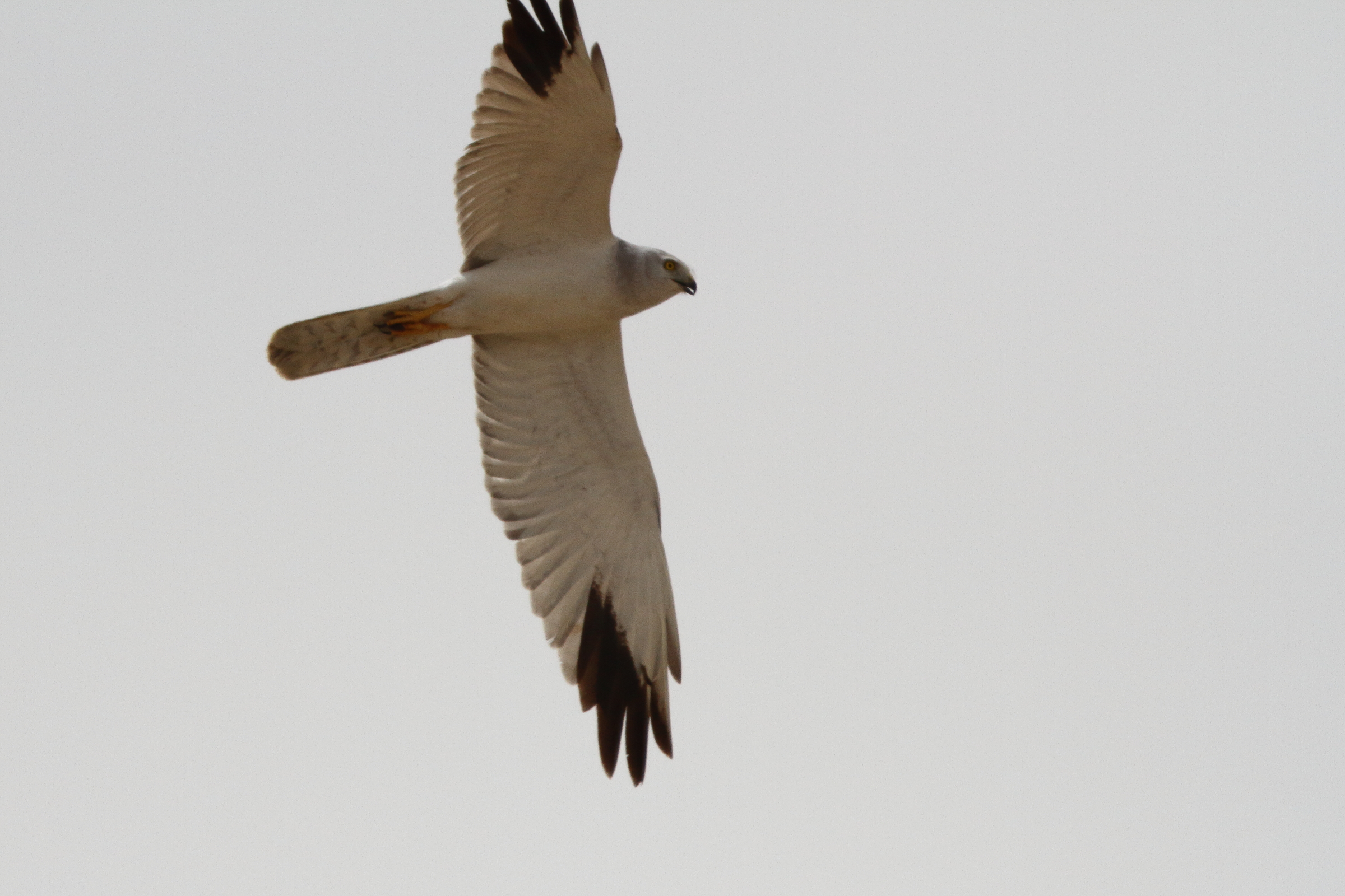 Pallid Harrier. Qatar, 25 March 2014 © Neil G. Morris.