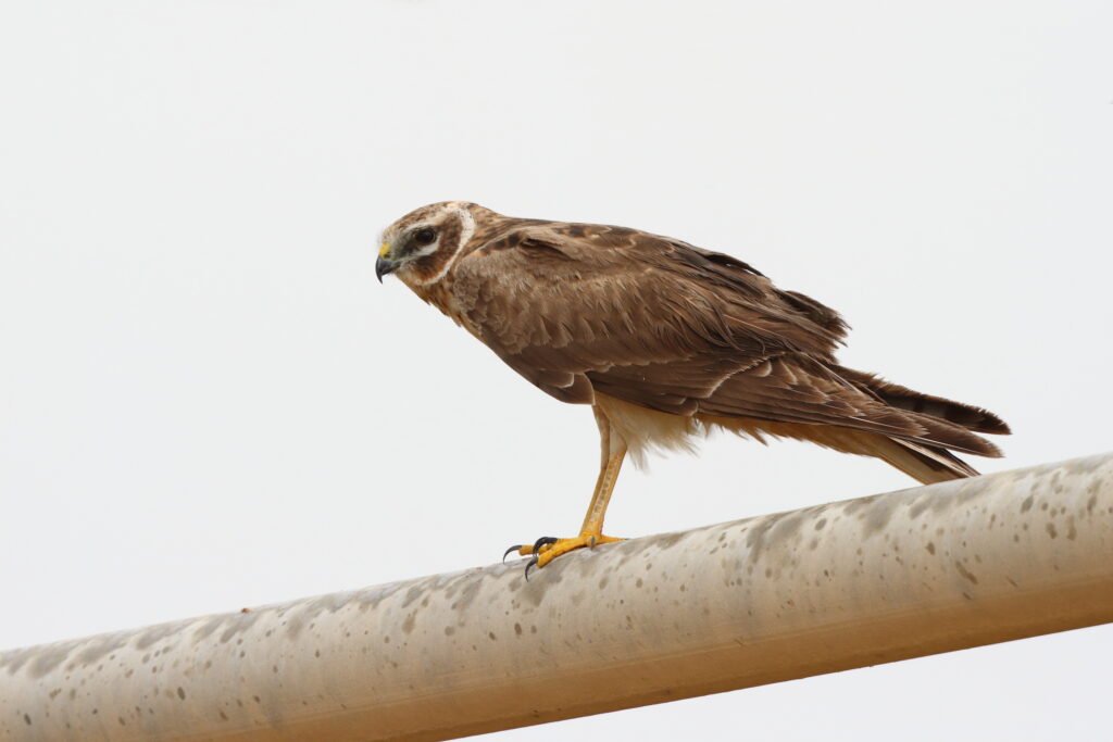 Pallid Harrier. Qatar, 26 March 2014 © Neil G. Morris.