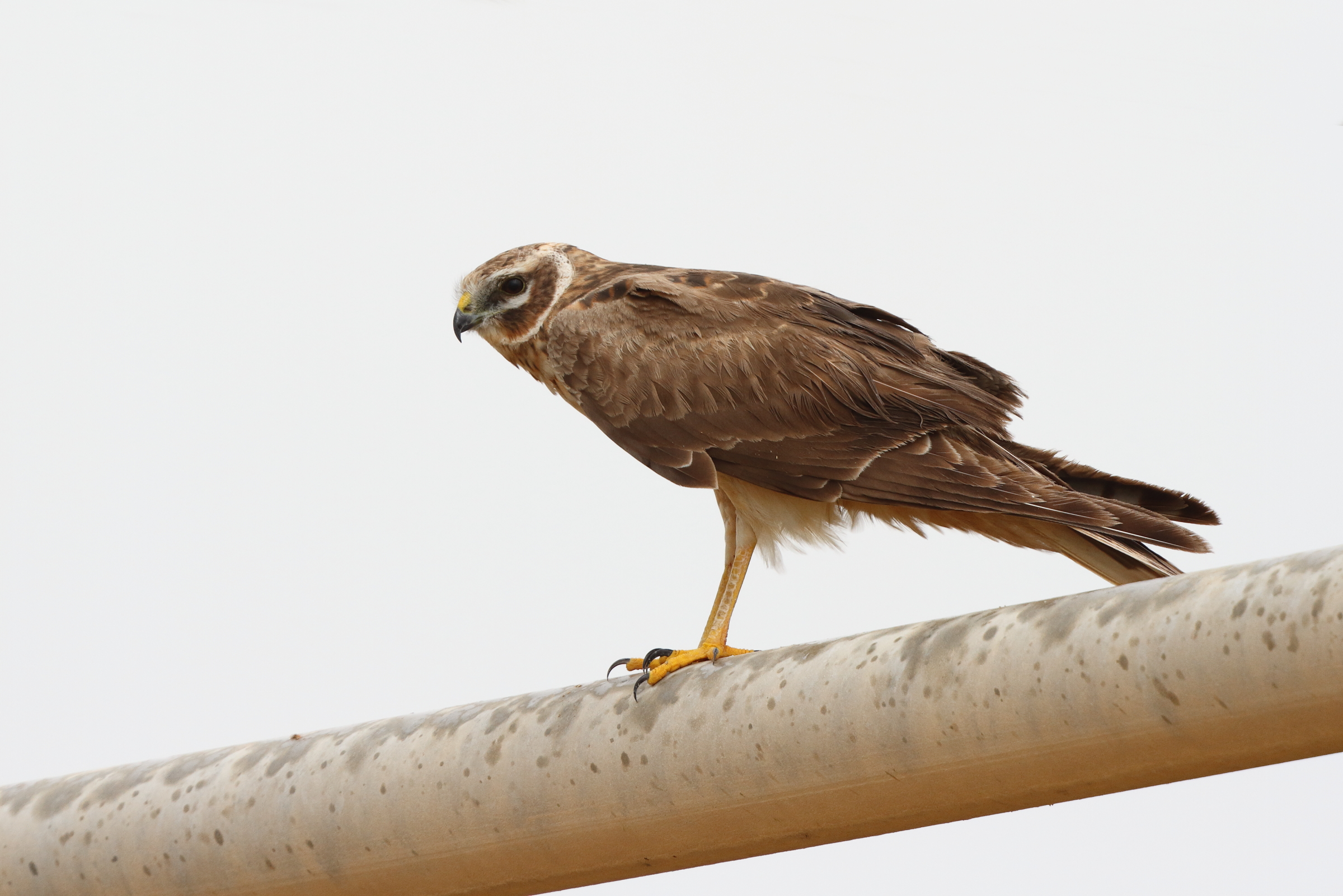 Pallid Harrier. Qatar, 26 March 2014 © Neil G. Morris.