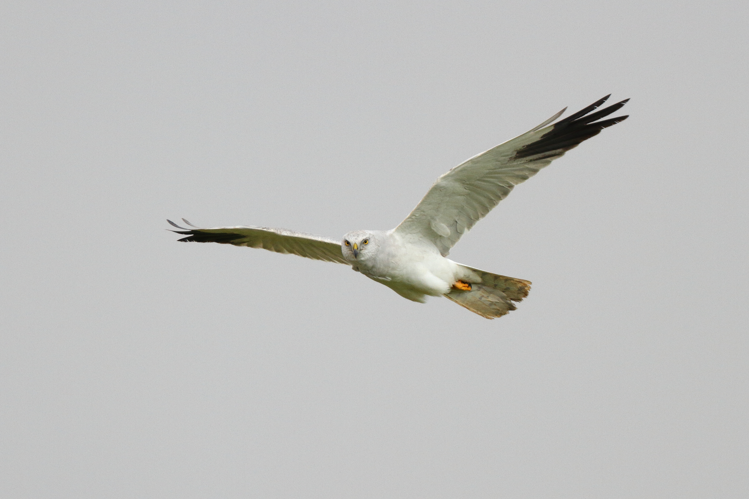 Pallid Harrier. Qatar, 26 March 2014 © Neil G. Morris.