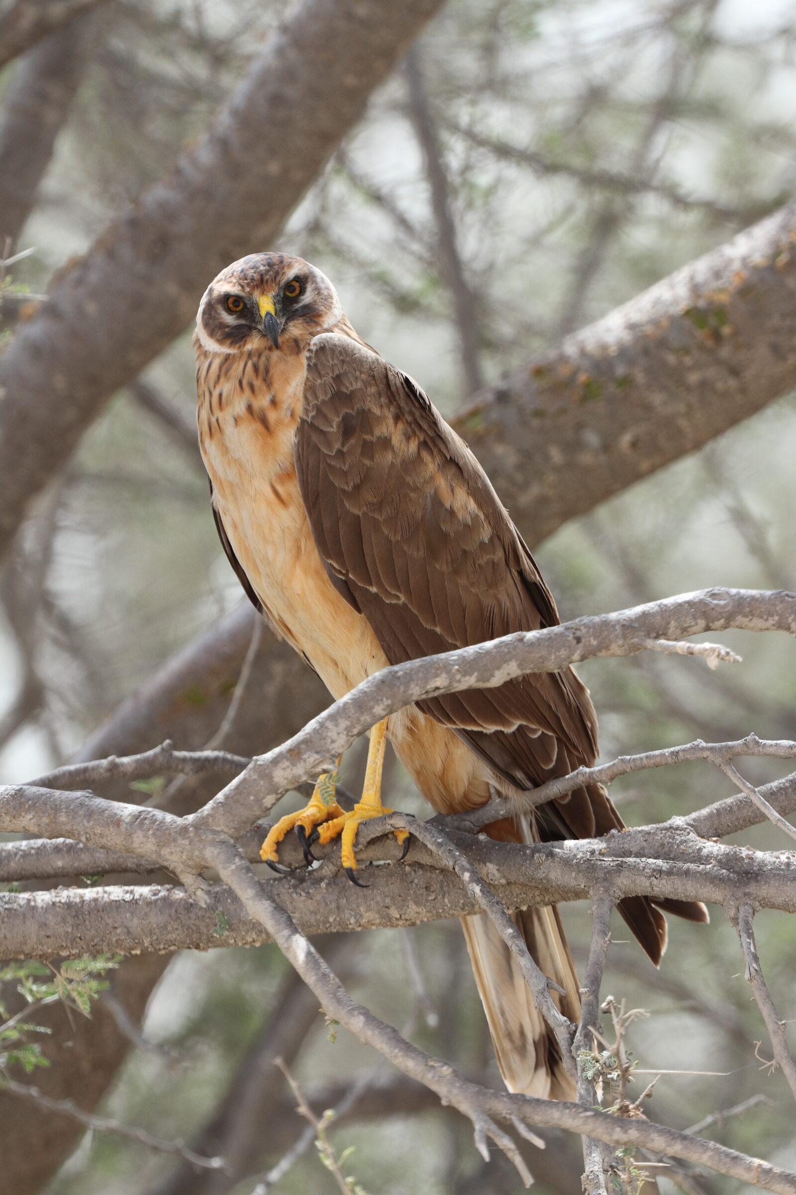 Pallid Harrier. Qatar, 02 April 2014 © Neil G. Morris.