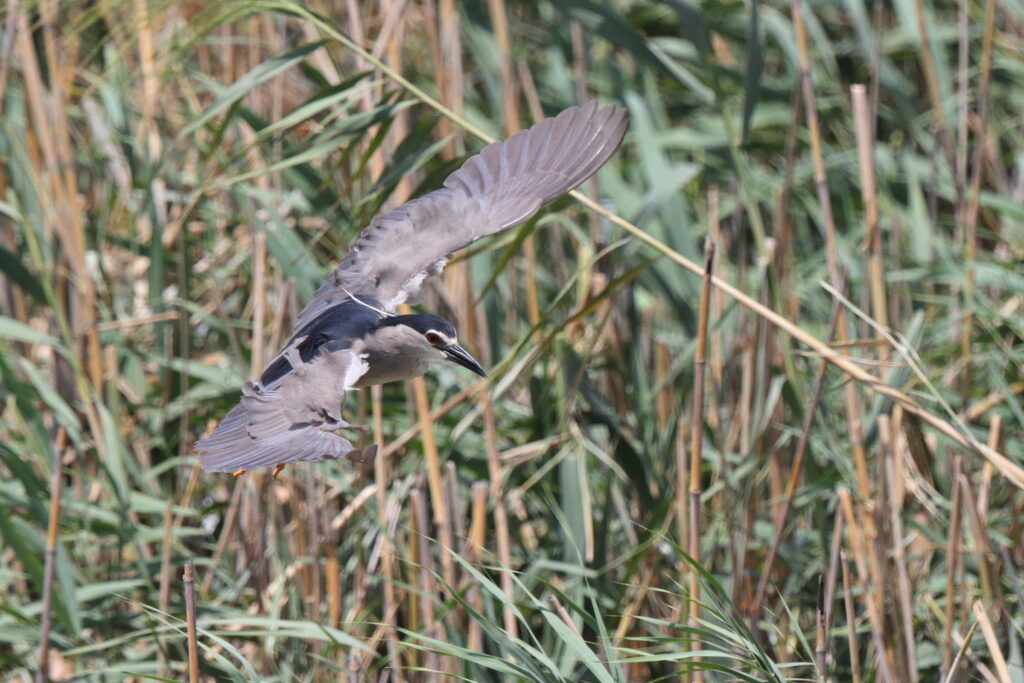 Black-crowned Night Heron. Qatar, 26 June 2013 © Neil G. Morris.