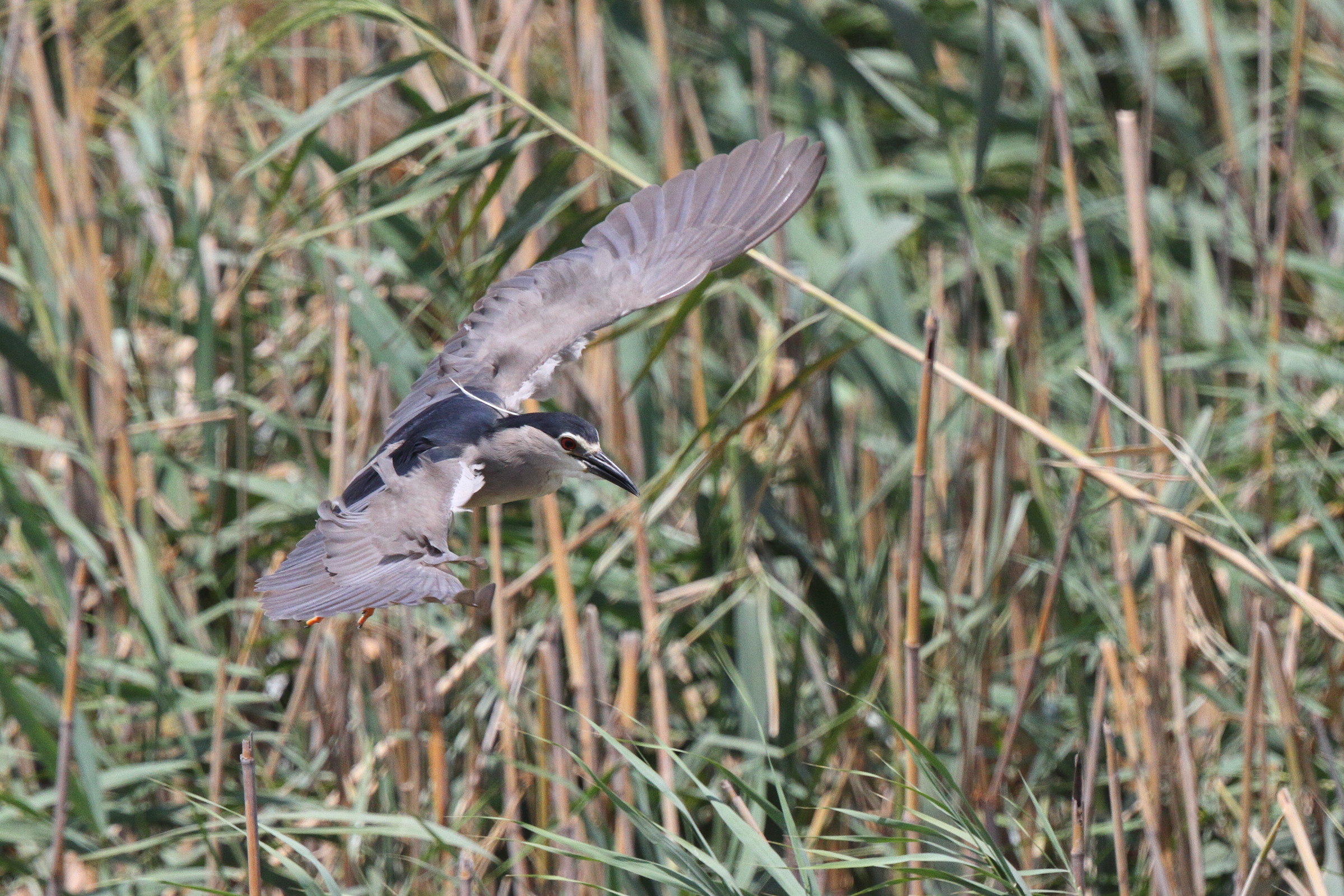 Black-crowned Night Heron. Qatar, 26 June 2013 © Neil G. Morris.