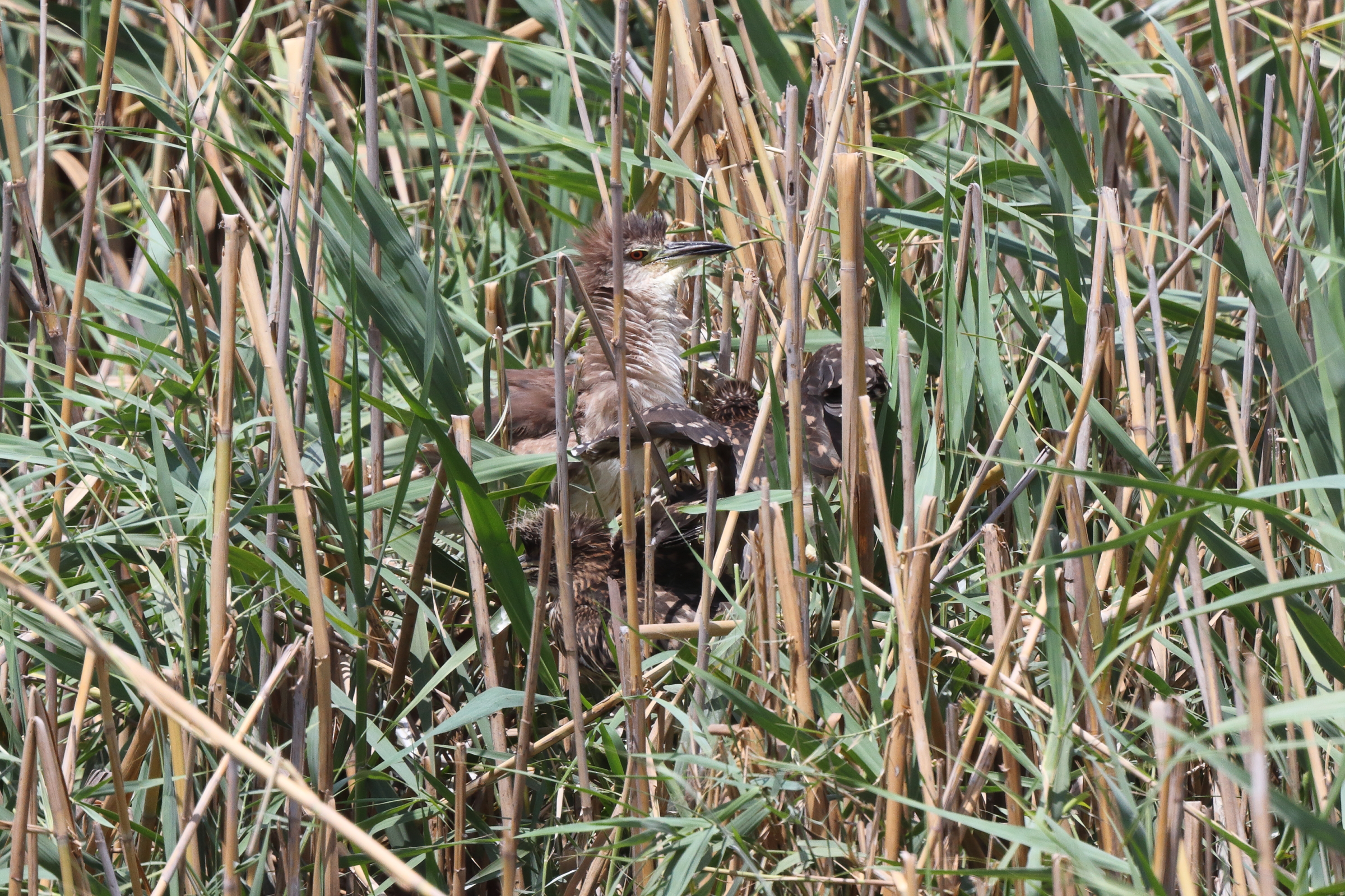 Black-crowned Night Heron. Qatar, 26 June 2013 © Neil G. Morris.