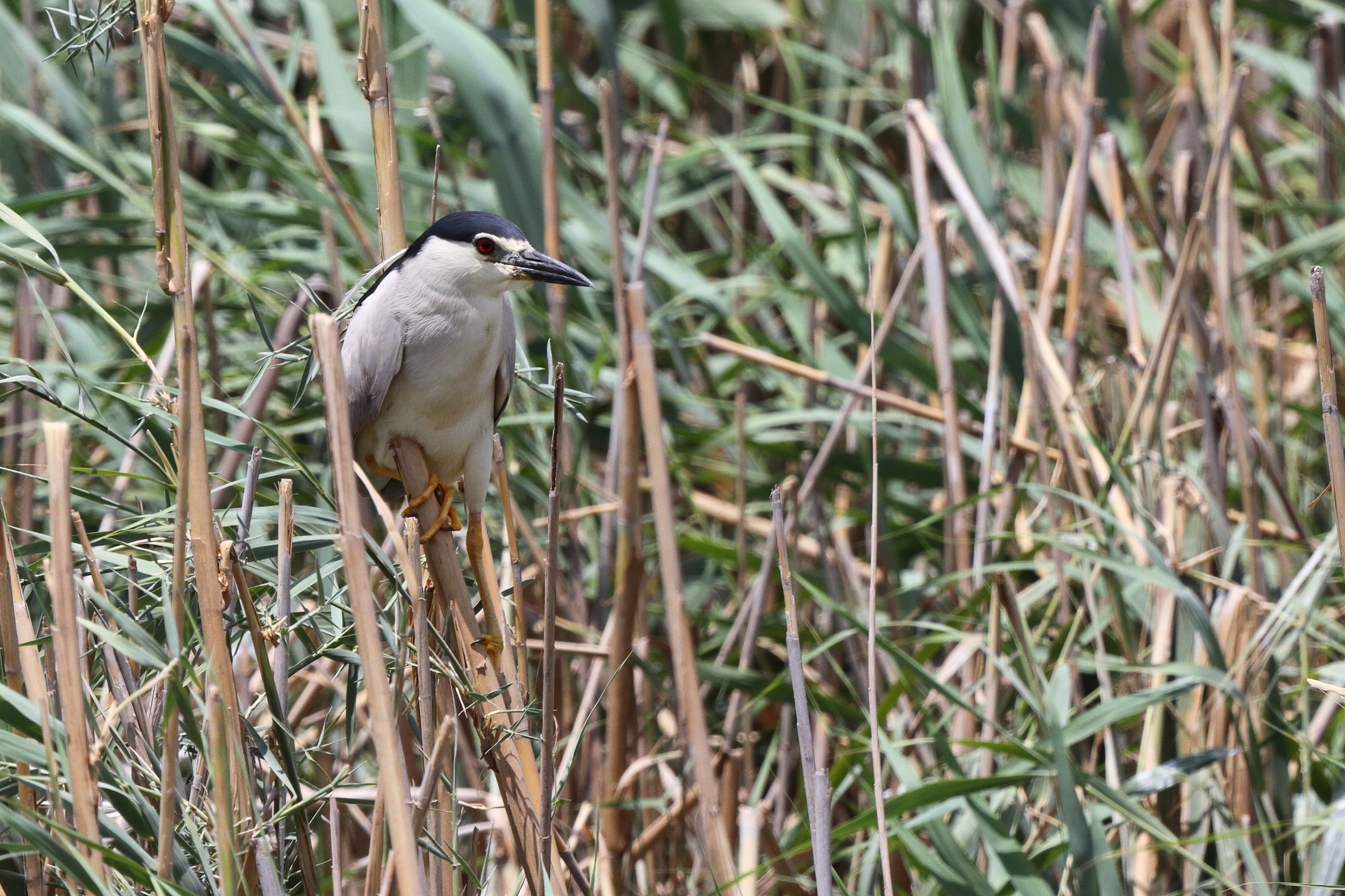 Black-crowned Night Heron. Qatar, 26 June 2013 © Neil G. Morris.