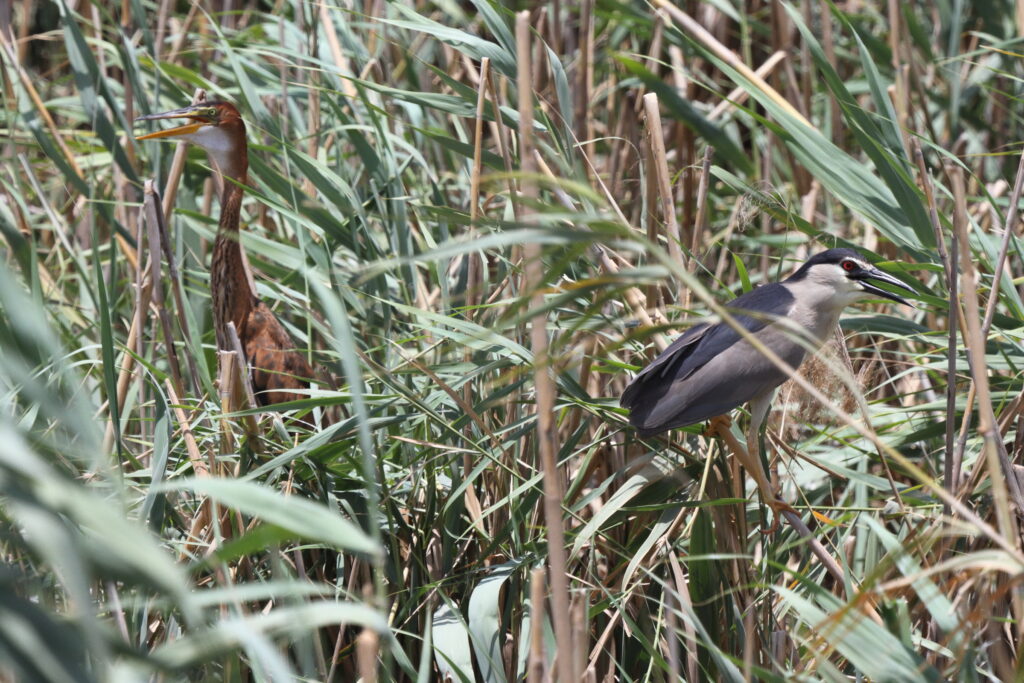 Black-crowned Night Heron. Qatar, 26 June 2013 © Neil G. Morris.