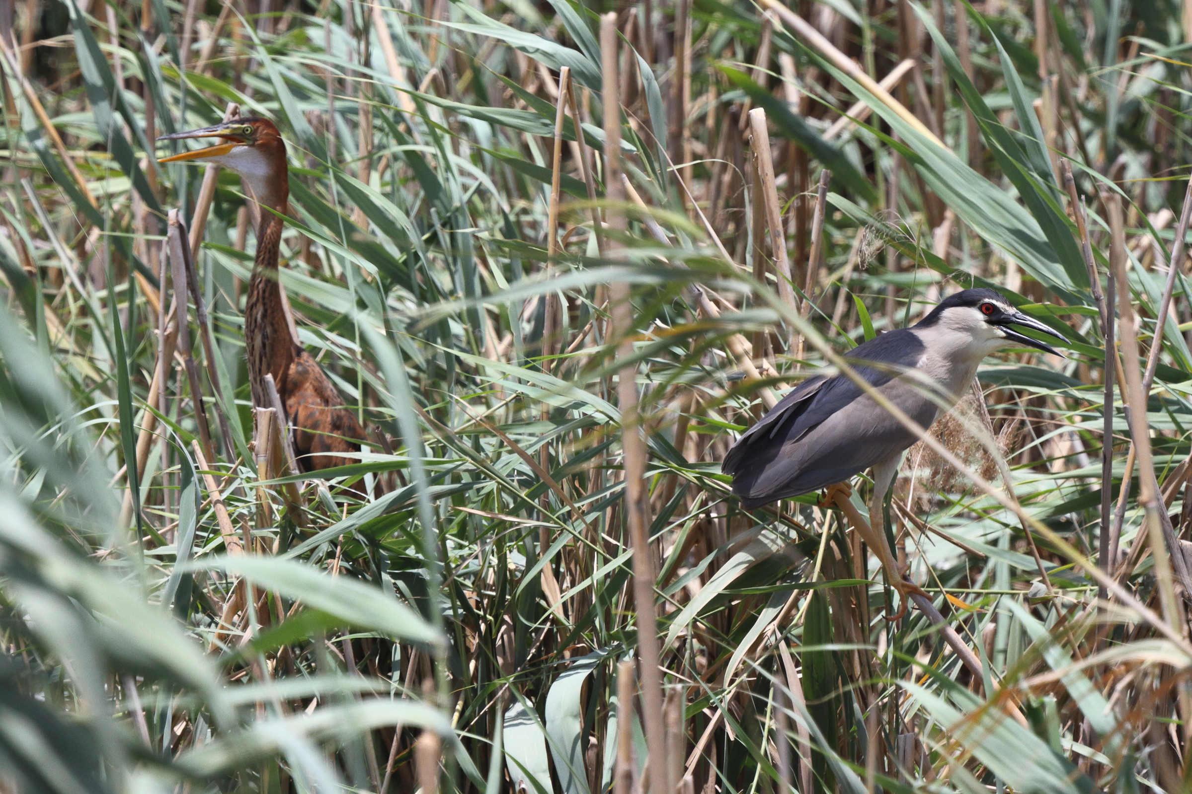 Black-crowned Night Heron. Qatar, 26 June 2013 © Neil G. Morris.