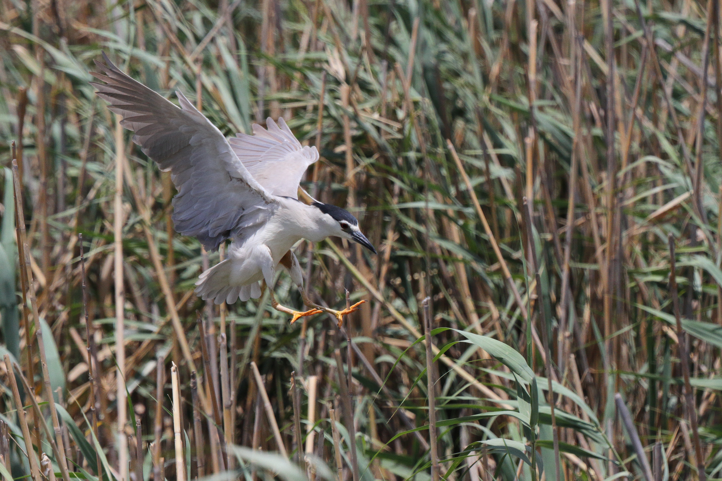 Black-crowned Night Heron. Qatar, 26 June 2013 © Neil G. Morris.