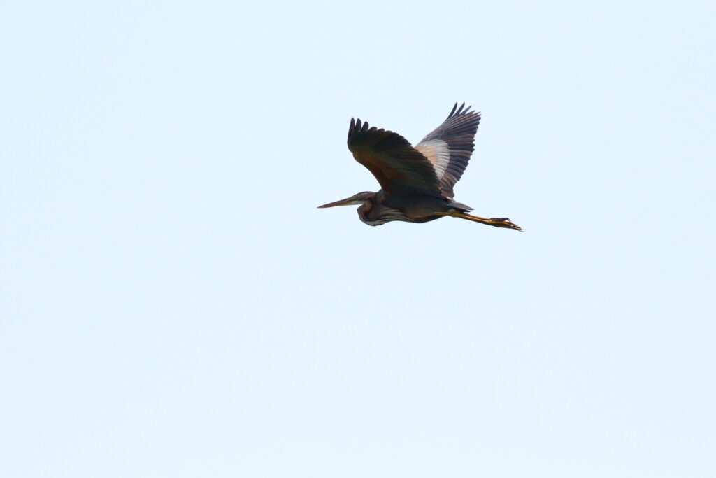Purple Heron. Qatar, 16 November 2012 © Neil G Morris.