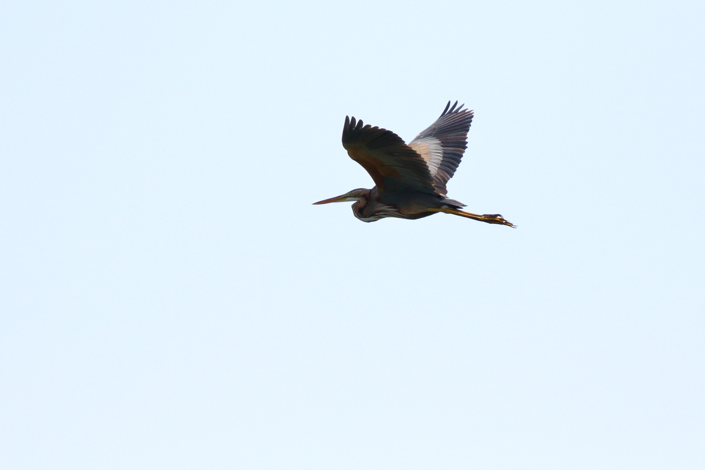 Purple Heron. Qatar, 16 November 2012 © Neil G Morris.