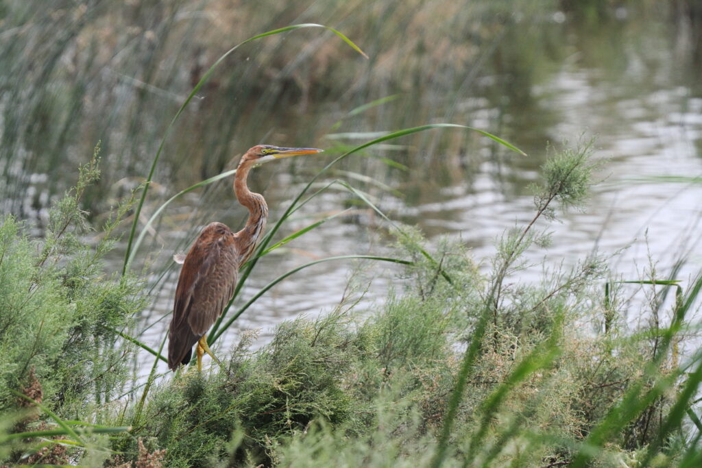 Purple Heron. Qatar, 20 March 2013 © Neil G Morris.