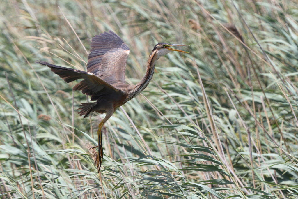 Purple Heron. Qatar, 26 June 2013 © Neil G Morris.