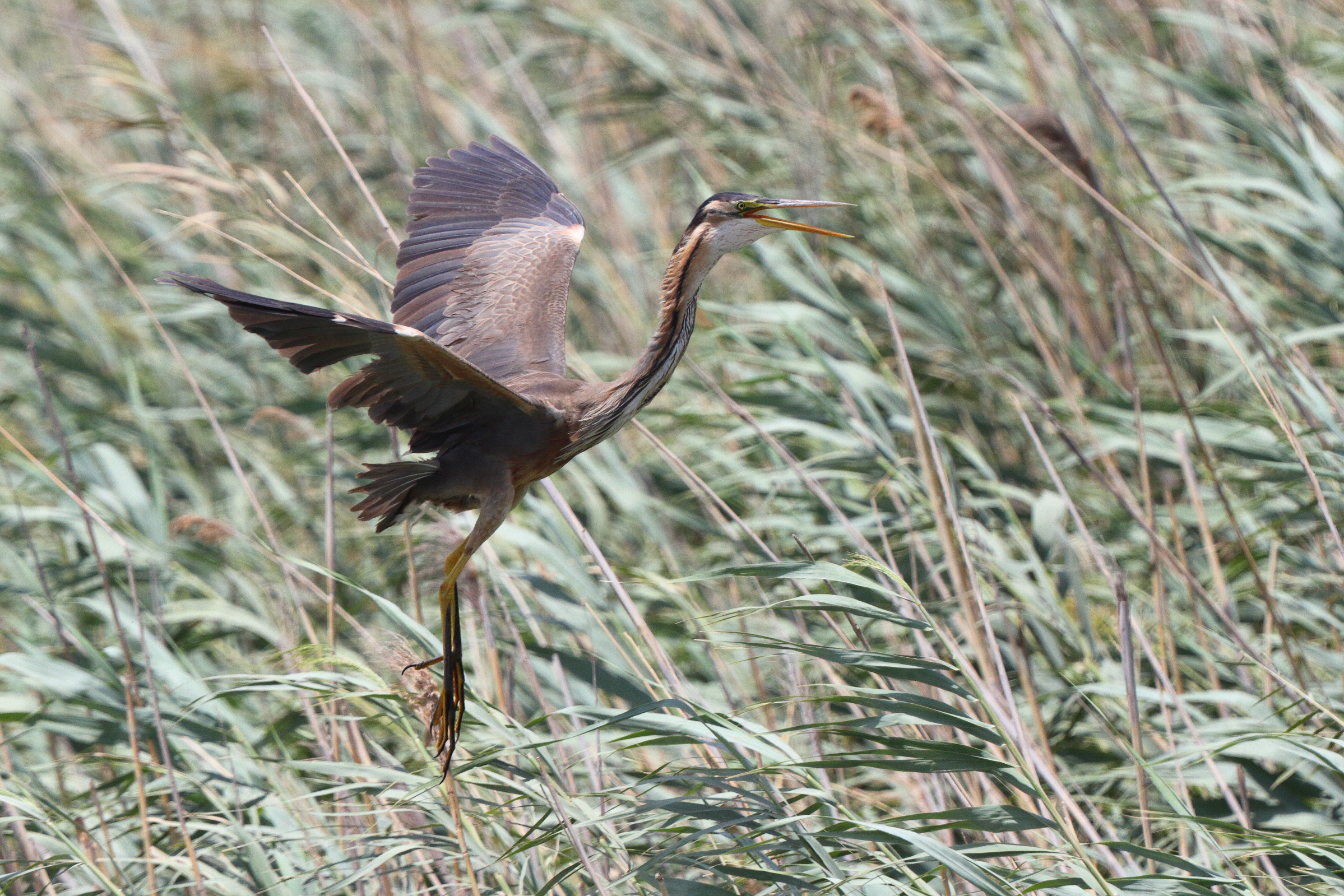 Purple Heron. Qatar, 26 June 2013 © Neil G Morris.