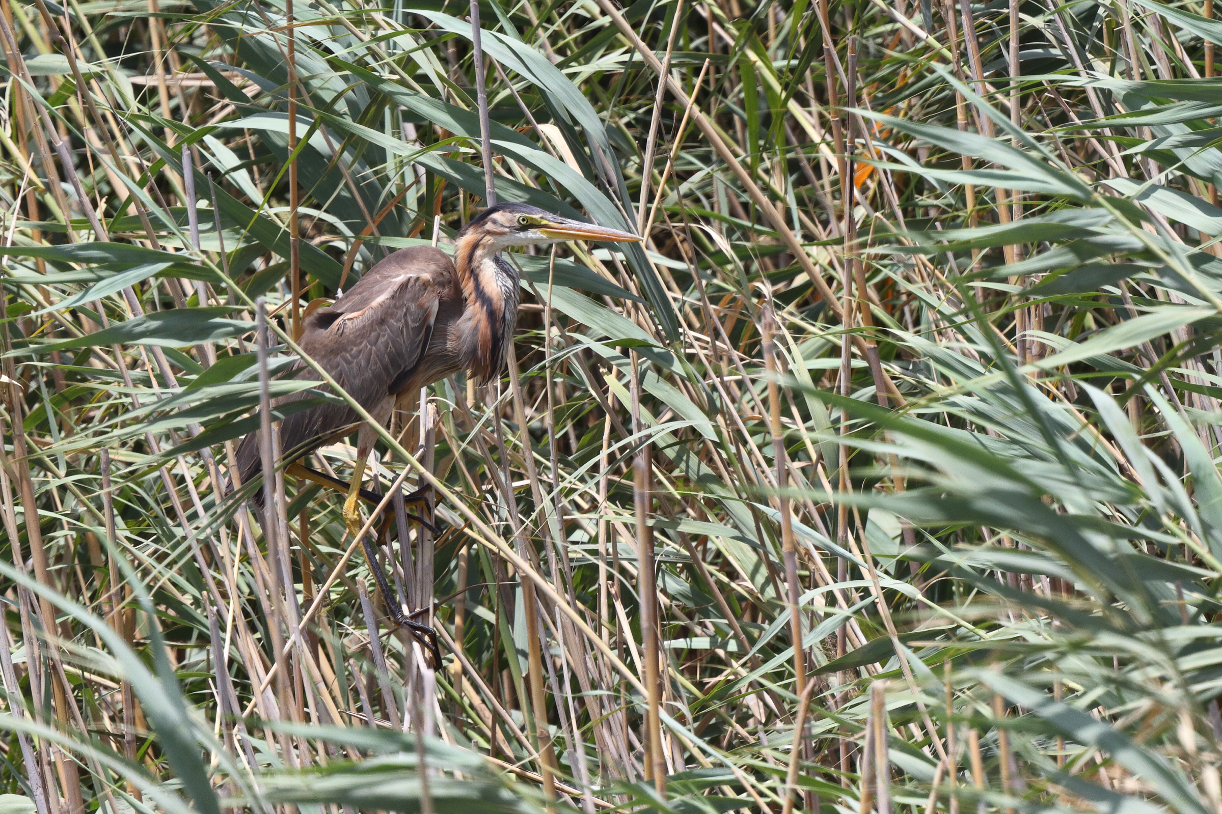 Purple Heron. Qatar, 26 June 2013 © Neil G Morris.