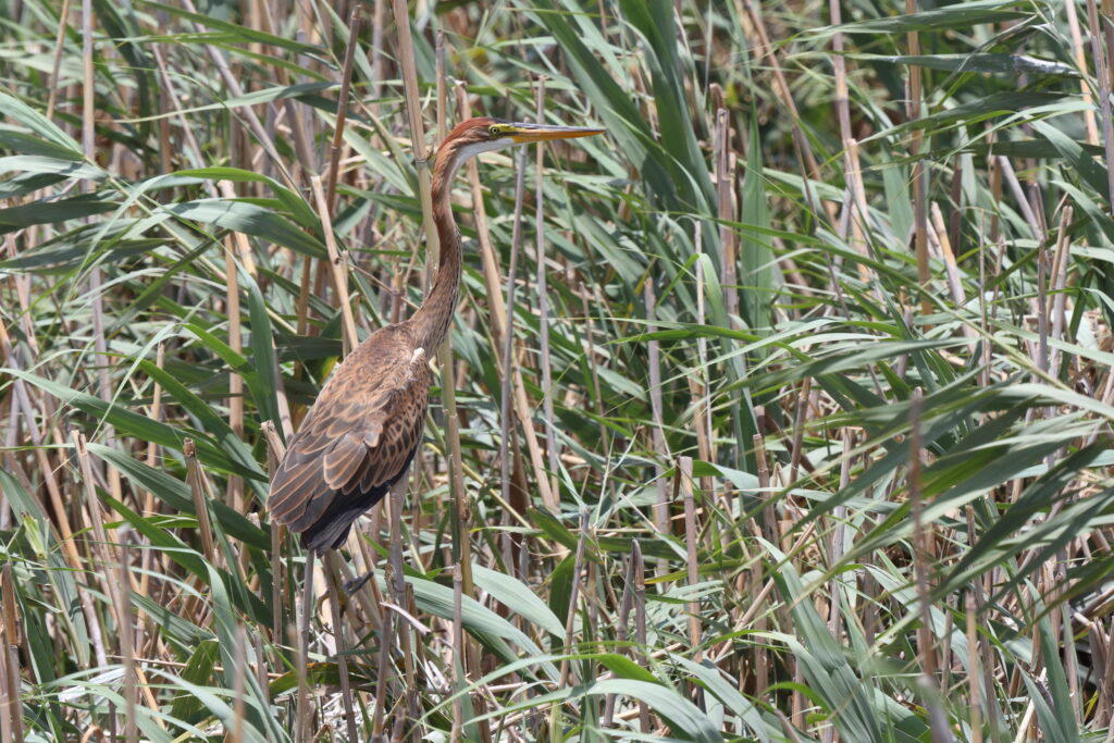 Purple Heron. Qatar, 26 June 2013 © Neil G Morris.