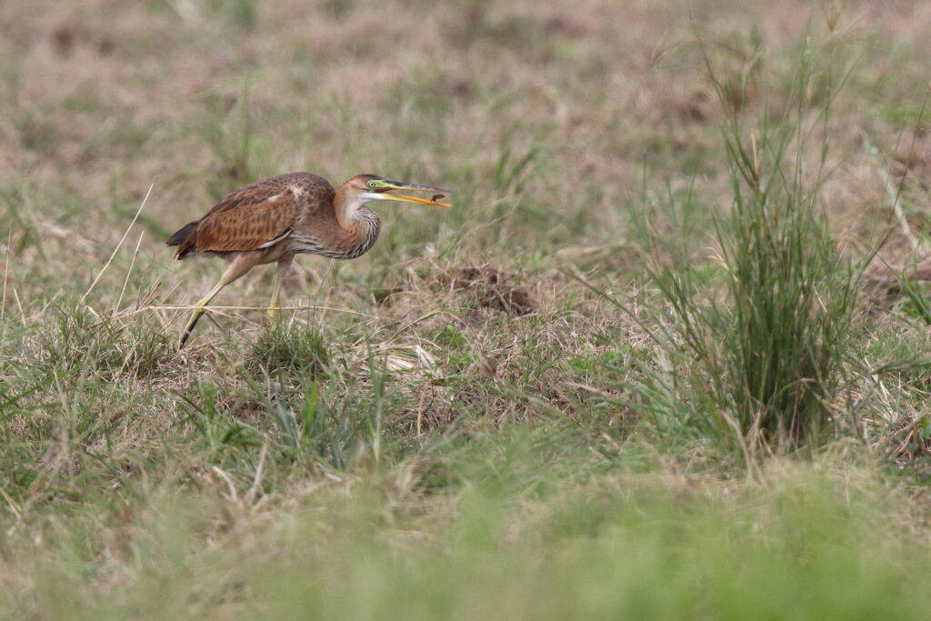 Purple Heron. Qatar, 14 November 2013 © Neil G Morris.