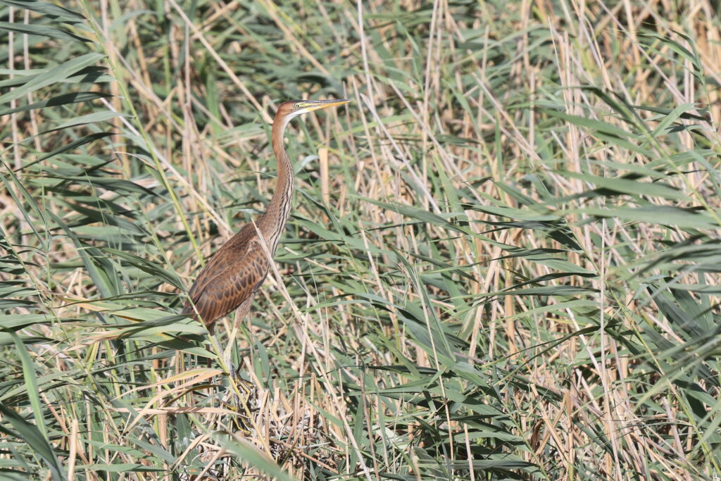 Purple Heron. Qatar, 18 June 2014 © Neil G Morris.
