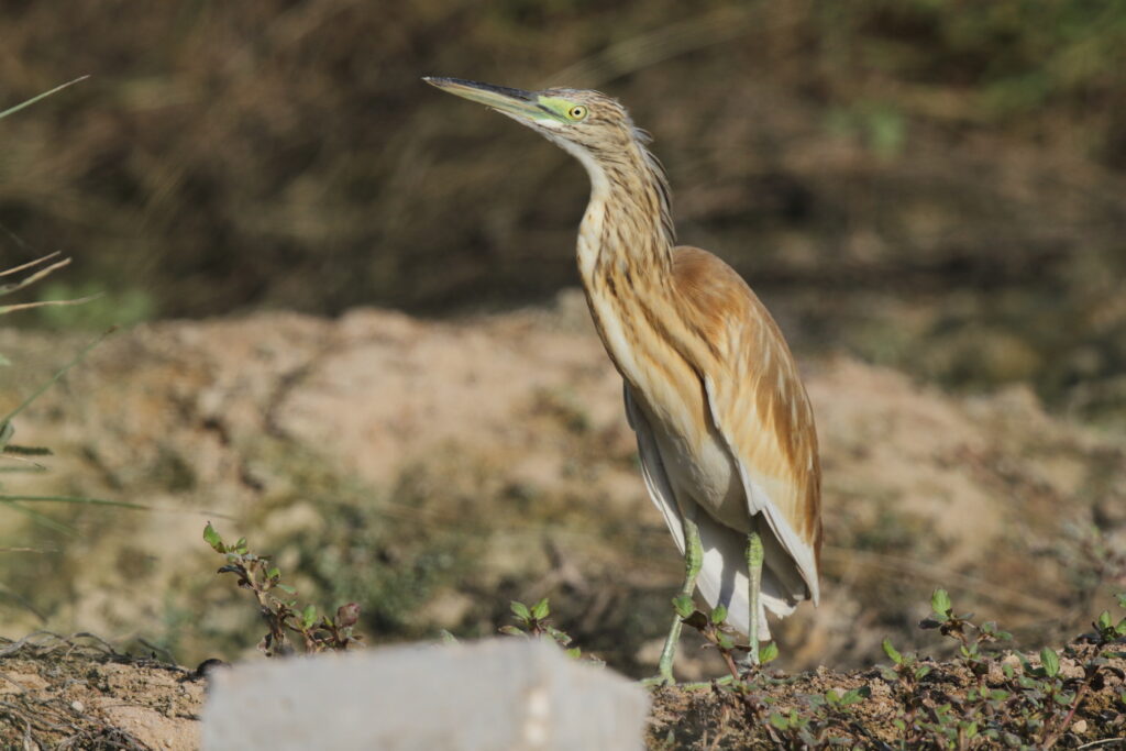 Squacco Heron. Qatar, 31 October 2012 © Neil G. Morris.