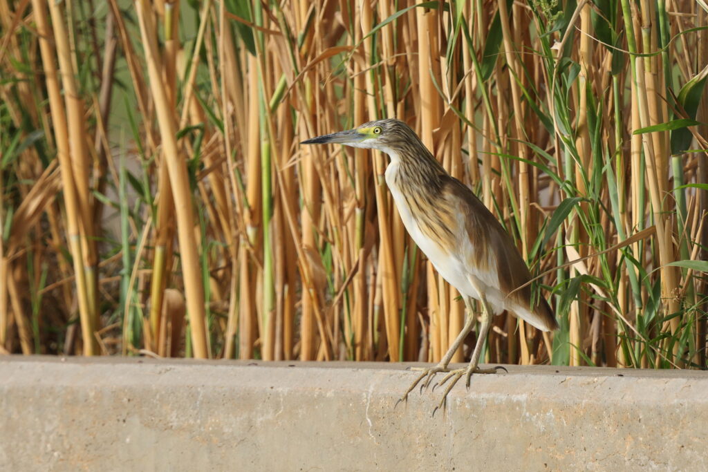 Squacco Heron. Qatar, 23 April 2013 © Neil G. Morris.
