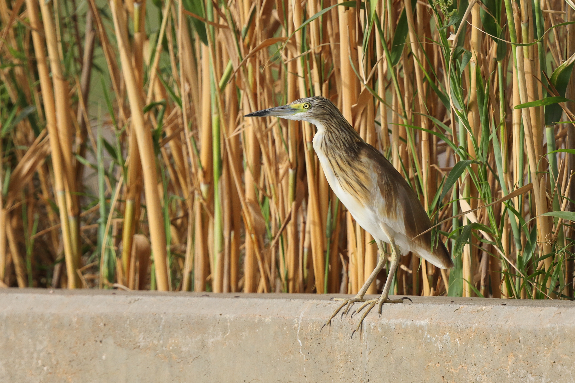 Squacco Heron. Qatar, 23 April 2013 © Neil G. Morris.