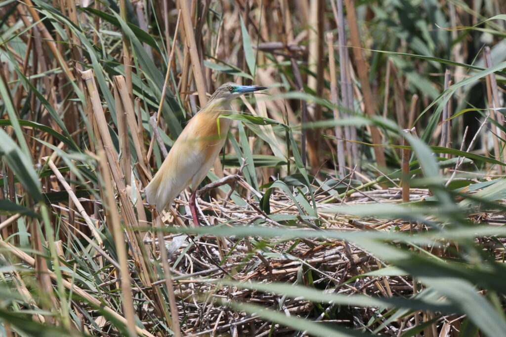 Squacco Heron. Qatar, 26 June 2013 © Neil G. Morris.