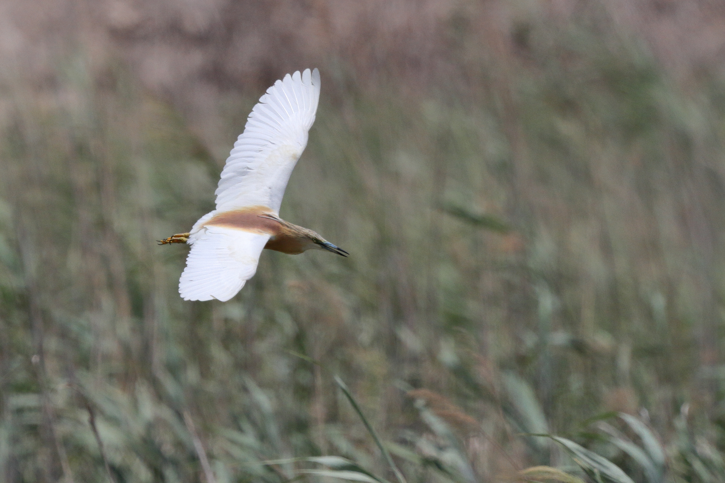 Squacco Heron. Qatar, 26 June 2013 © Neil G. Morris.