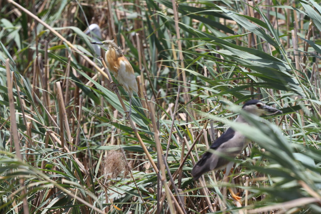 Squacco Heron. Qatar, 26 June 2013 © Neil G. Morris.