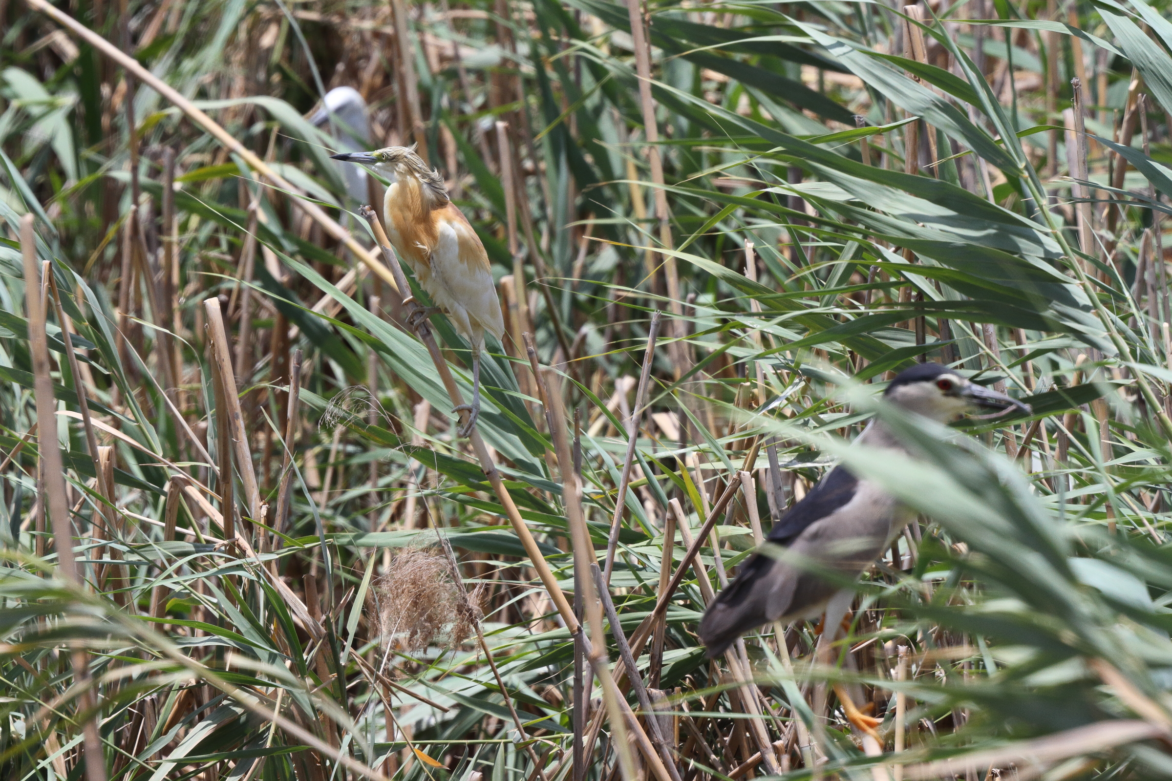 Squacco Heron. Qatar, 26 June 2013 © Neil G. Morris.