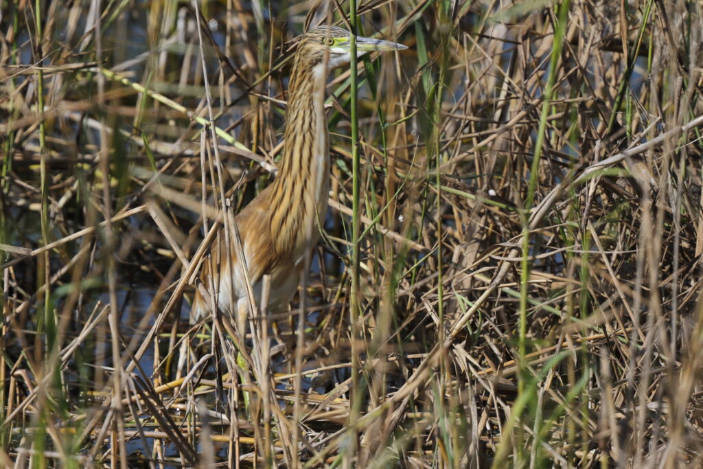 Squacco Heron. Qatar, 21 February 2014 © Neil G. Morris.