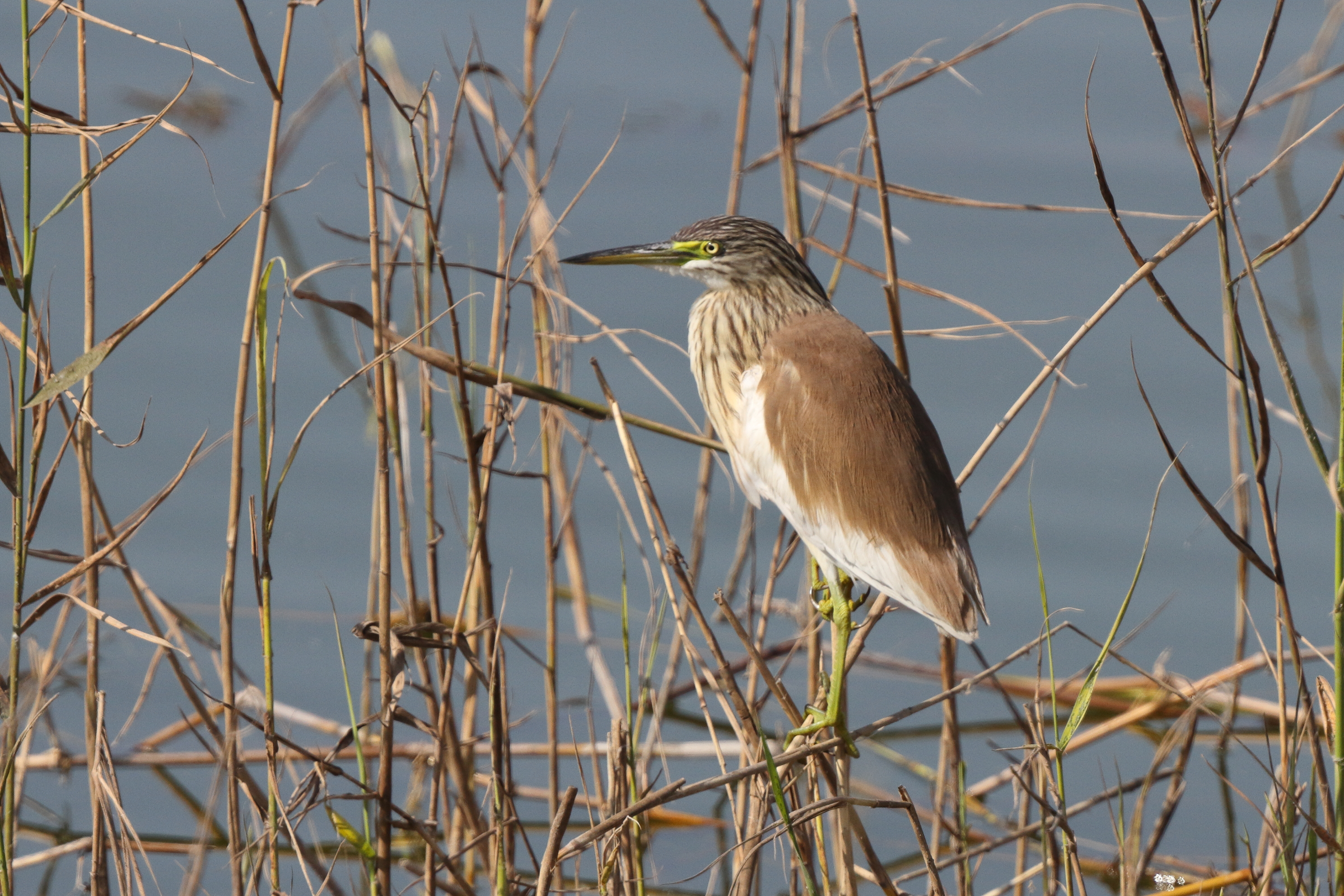 Squacco Heron. Qatar, 21 February 2014 © Neil G. Morris.