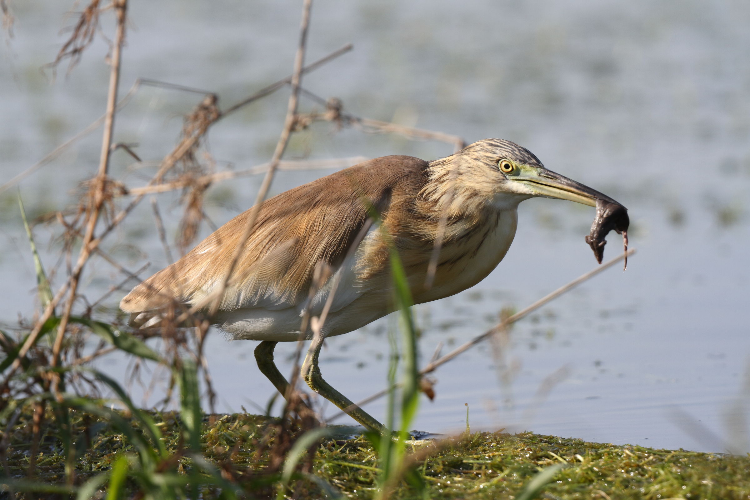 Squacco Heron. Qatar, 23 February 2014 © Neil G. Morris.