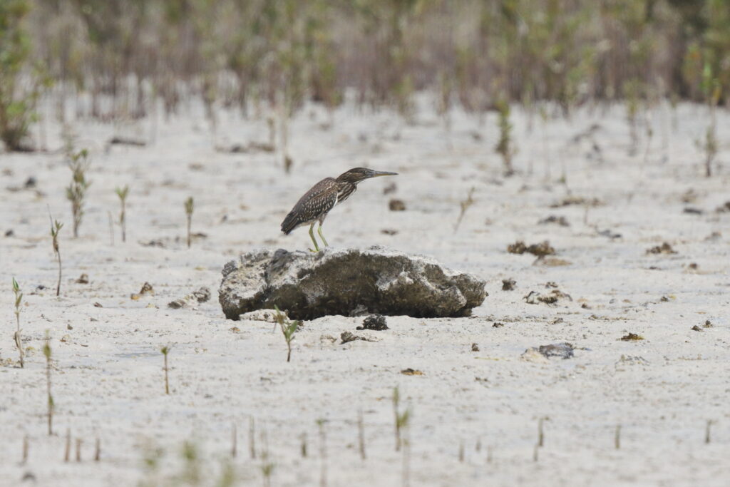 Striated Heron. Qatar, 04 June 2013 © Neil G. Morris.