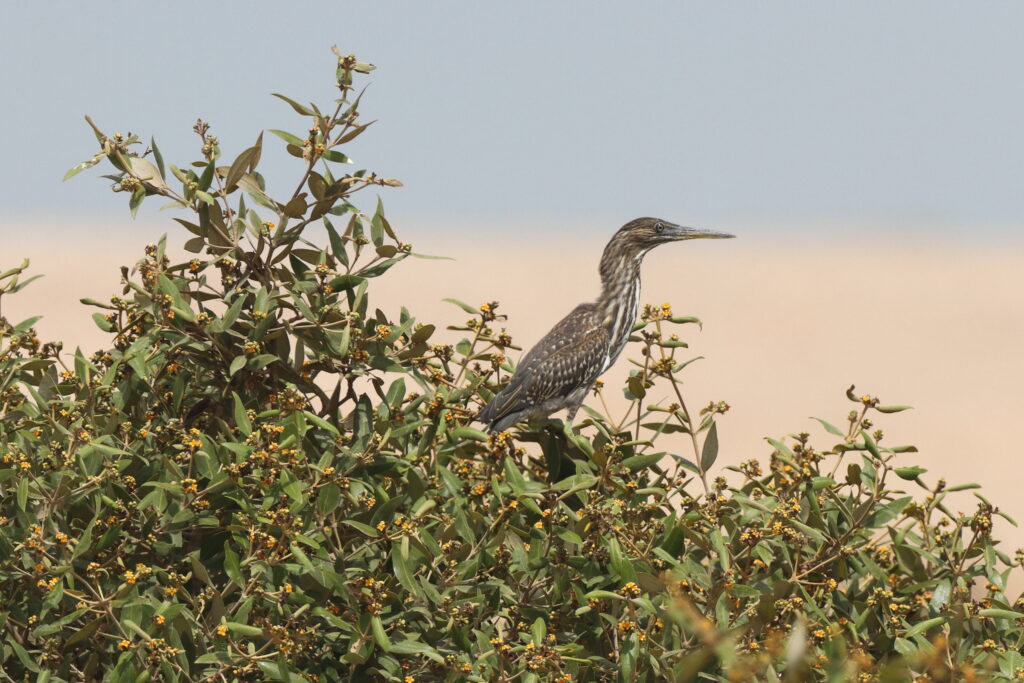 Striated Heron. Qatar, 04 June 2013 © Neil G. Morris.