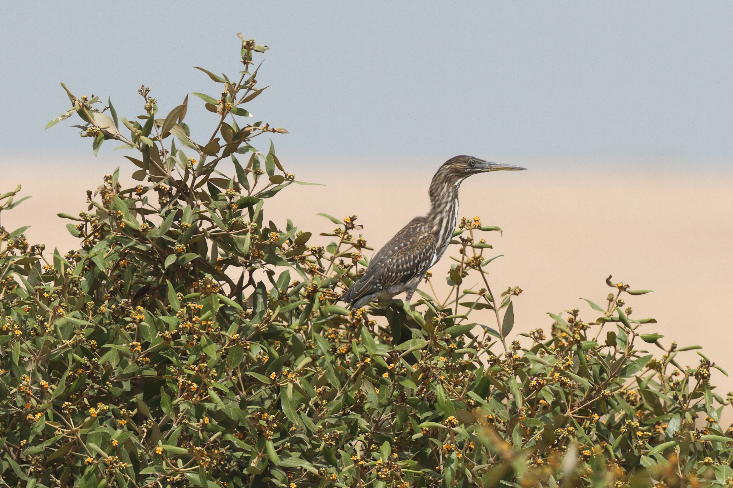 Striated Heron. Qatar, 04 June 2013 © Neil G. Morris.