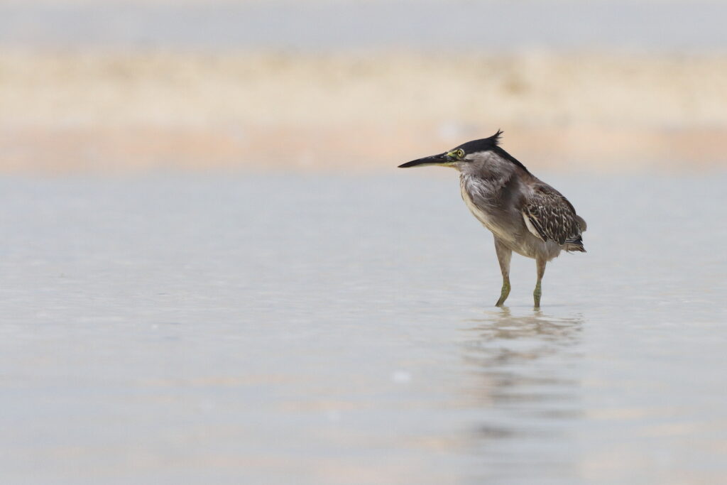 Striated Heron. Qatar, 04 June 2013 © Neil G. Morris.