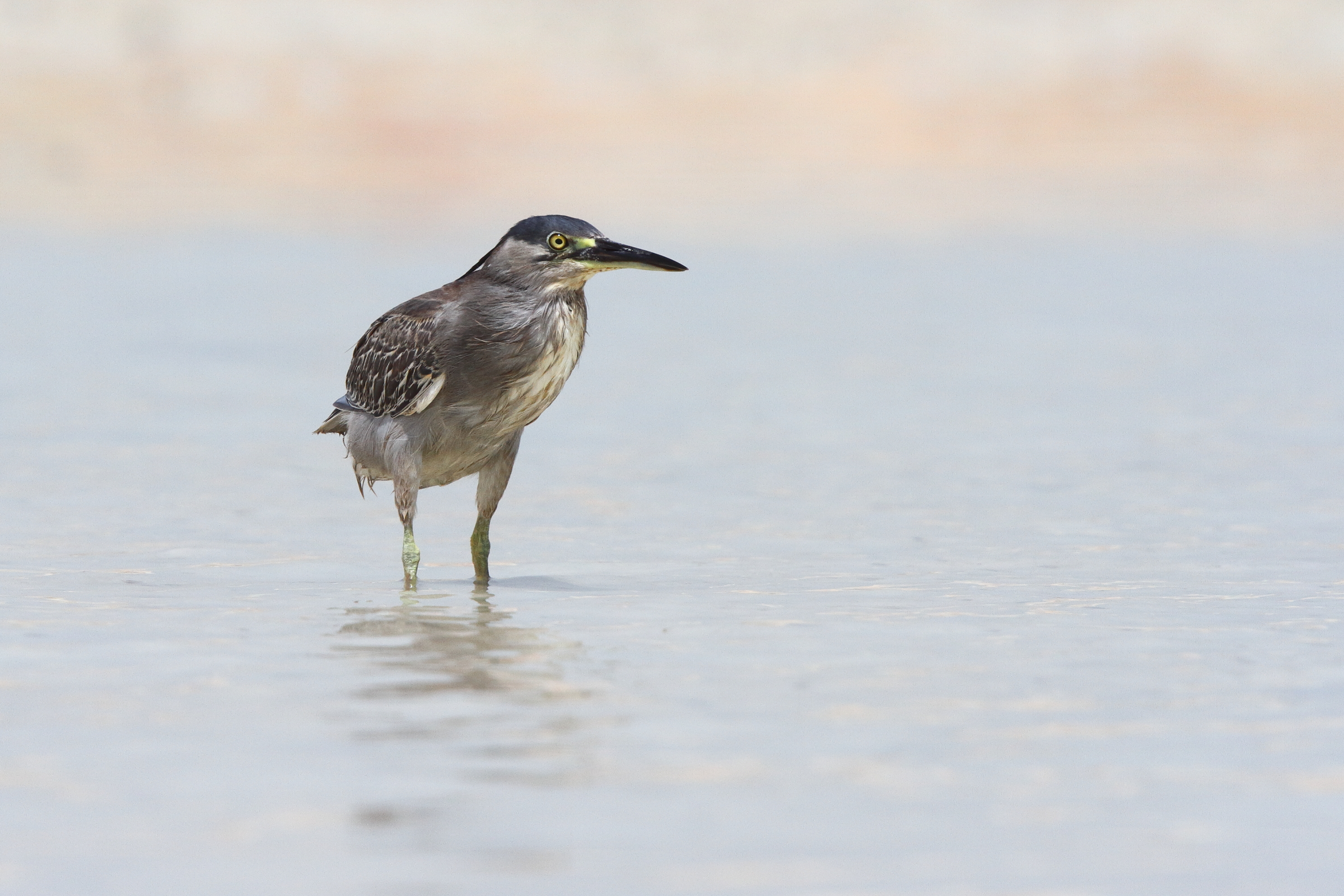 Striated Heron. Qatar, 04 June 2013 © Neil G. Morris.
