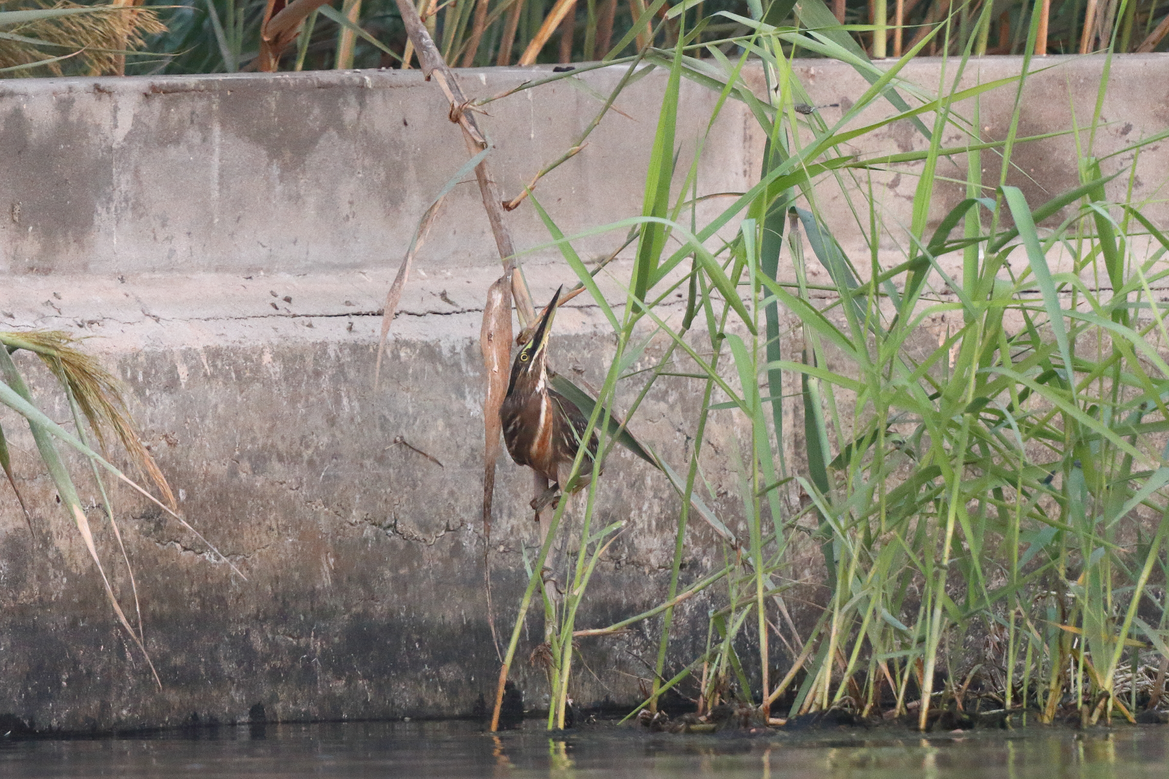 Striated Heron. Qatar, 02 November 2013 © Neil G. Morris.