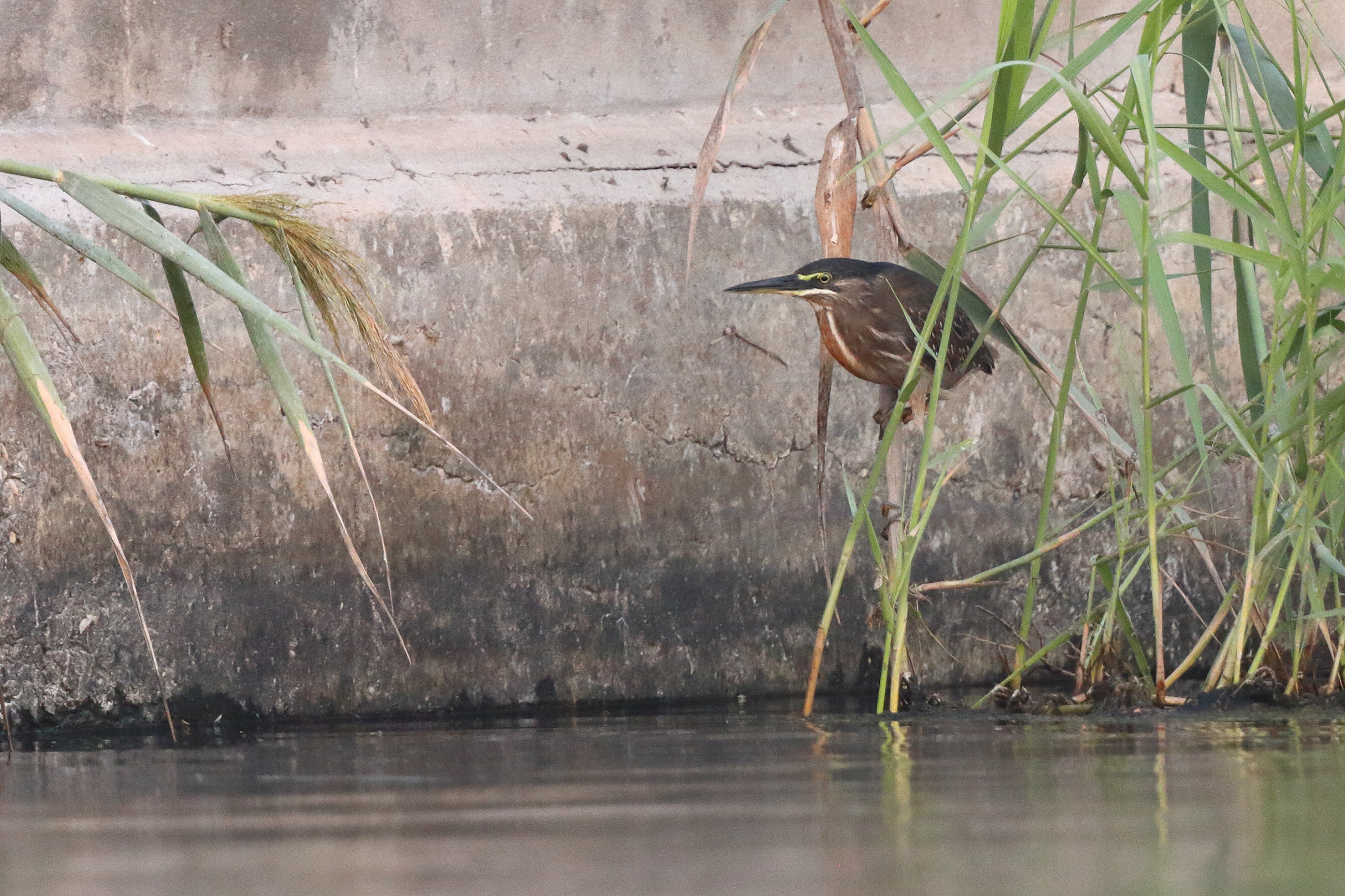 Striated Heron. Qatar, 02 November 2013 © Neil G. Morris.