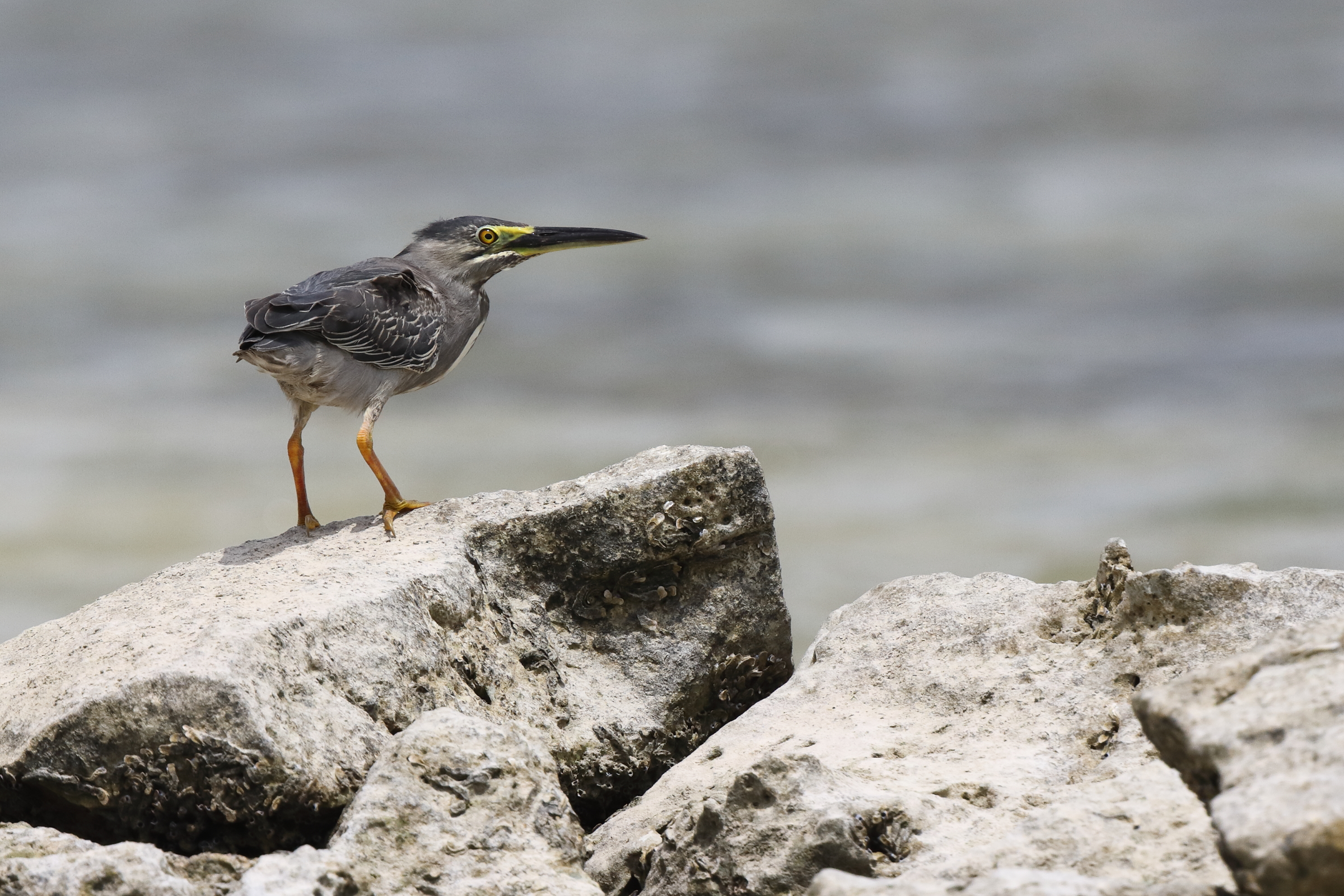 Striated Heron. Qatar, 29 April 2014 © Neil G. Morris.